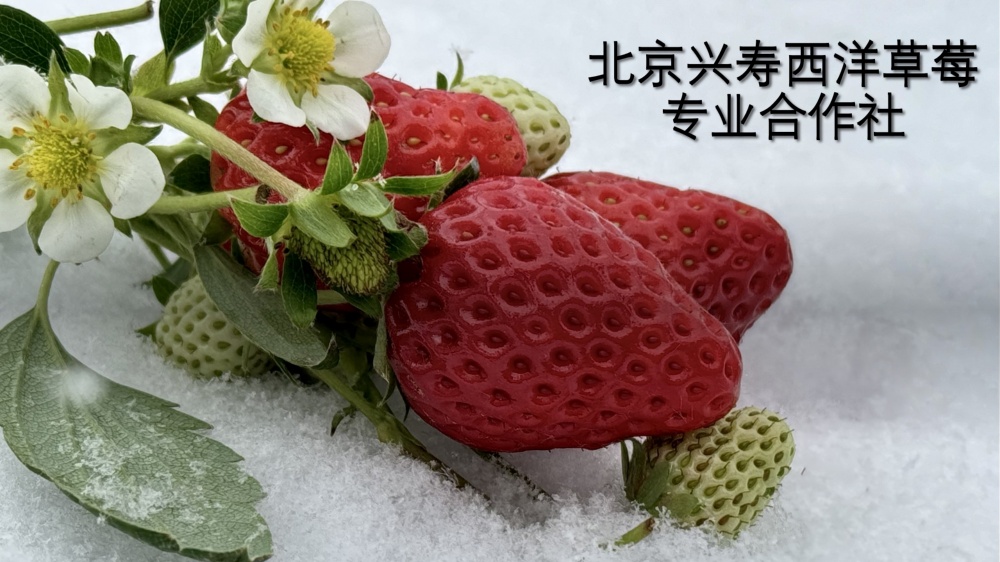 北京兴寿西洋草莓专业合作社bjxsxycmzyhzs_20231219_1